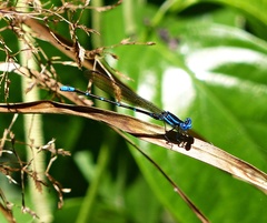 Argia serva