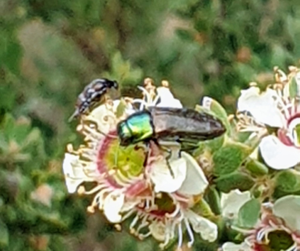 Diphucrania marmorata