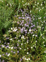 Limnanthes