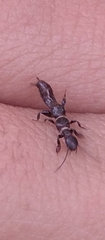 Embioptera