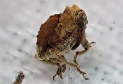 Hyperinae