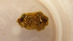 Glossosoma