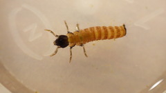 Glossosoma