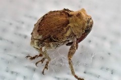 Hyperinae