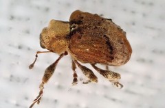 Hyperinae