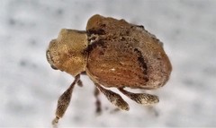 Hyperinae