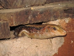 Zonosaurus laticaudatus