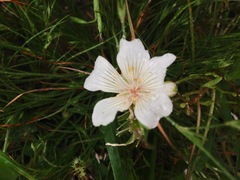 Limnanthes