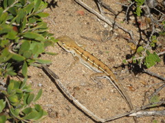 Ctenophorus maculatus