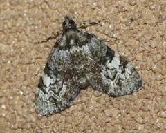 Heterochasta lasioplaca