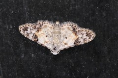 Araeopteron epiphracta