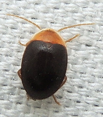 Sacodes thoracica