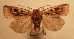 Xestia scropulana
