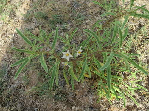 Solanum bumeliifolium image