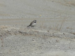Eremophila alpestris