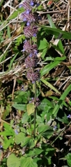 Salvia munzii