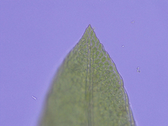Fissidens ovatifolius