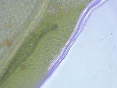 Fissidens ovatifolius