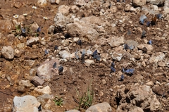 Cyaniris semiargus helena