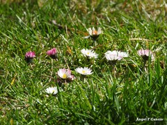 Bellis perennis