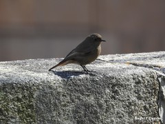 Phoenicurus ochruros