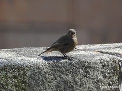 Phoenicurus ochruros