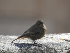 Phoenicurus ochruros