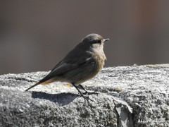 Phoenicurus ochruros