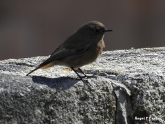 Phoenicurus ochruros