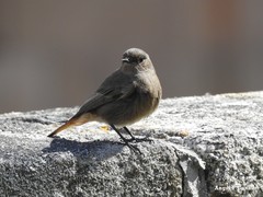 Phoenicurus ochruros