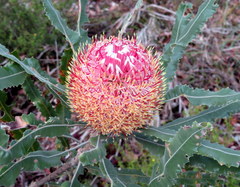 Banksia menziesii