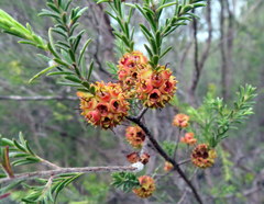 Kunzea glabrescens