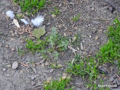 Taraxacum marginellum