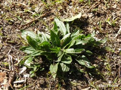 Plantago lanceolata