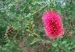 Kunzea baxteri