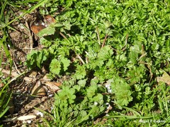 Lamium amplexicaule