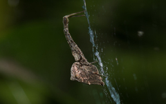 Uloborus barbipes