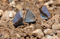 Cyaniris semiargus helena