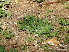Erodium cicutarium