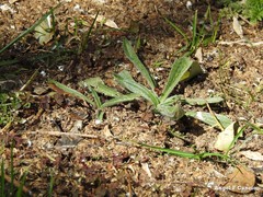 Plantago lanceolata