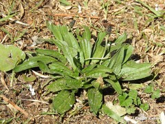 Plantago lanceolata