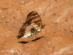 Junonia sophia