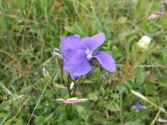 Gentianopsis thermalis