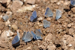 Cyaniris semiargus helena