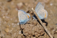 Cyaniris semiargus helena