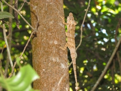 Furcifer rhinoceratus