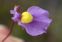 Utricularia welwitschii