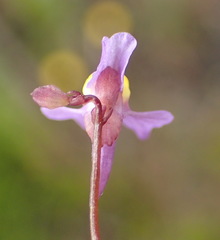 Utricularia welwitschii