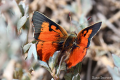 Axiocerses croesus