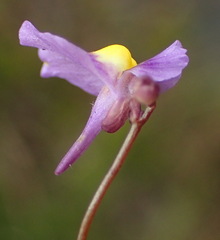 Utricularia welwitschii